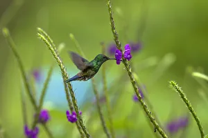 A male Steely-vented Hummingbird feeds on the nector of a Porterweed flower near the A male Steely-vented Hummingbird feeds on the nector of a Porterweed flower near the