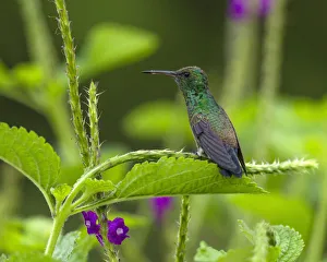 A male Steely-vented Hummingbird perches on the branch of a Porterweed near the Arenal A male Steely-vented Hummingbird perches on the branch of a Porterweed near the Arenal