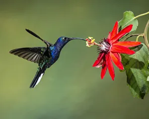 A male Violet Sabrewing Hummingbird feeds on the nectar of a tropical Passion Flower in A male Violet Sabrewing Hummingbird feeds on the nectar of a tropical Passion Flower in