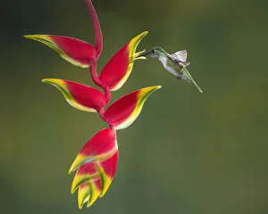 A male White-bellied Mountain-gem Hummingbird feeds on a tropical Lobster Claw Heliconia A male White-bellied Mountain-gem Hummingbird feeds on a tropical Lobster Claw Heliconia