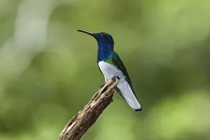A male White-necked Jacobin perched on a branch in Panama A male White-necked Jacobin perched on a branch in Panama
