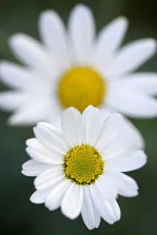 Marguerite daisy, Argyranthemum, single white flower isolated in shallow focus against Marguerite daisy, Argyranthemum, single white flower isolated in shallow focus against