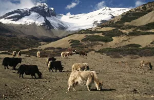 Kang Collection: NEPAL, Annapurna Circuit Yaks grazing below the snow covered peak of Kang La Pass