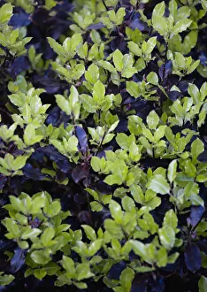 Pittosporum tenuifolium, Tawhiwhi Tom Thumb Pittosporum tenuifolium, Tawhiwhi Tom Thumb