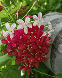Rangoon creeper or Chinese honeysuckle in Tiberuis in Galilee Rangoon creeper or Chinese honeysuckle in Tiberuis in Galilee