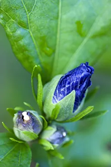 Rose mallow, Hibiscus syriacus Blue Bird, purple blue buds opening among green leaves Rose mallow, Hibiscus syriacus Blue Bird, purple blue buds opening among green leaves