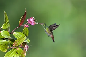 A Rufous-tailed Hummingbird feeds on a tropical blueberry flower in Costa Rica A Rufous-tailed Hummingbird feeds on a tropical blueberry flower in Costa Rica
