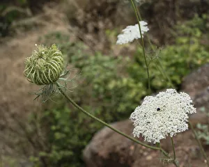 The seed head and flowers of a wild carrot or Queen Anne's Lace in the Tel Dan Nature The seed head and flowers of a wild carrot or Queen Anne's Lace in the Tel Dan Nature