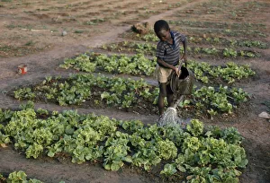 Senegal Young boy watering lettuce on vegetable patch Senegal Young boy watering lettuce on vegetable patch
