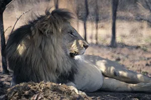 South Africa, Waterberg Reserve Male Lion lying in dappled shade South Africa, Waterberg Reserve Male Lion lying in dappled shade