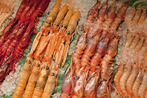 Spain, Madrid, Display of langoustines on a stall in the Mercado San Anton Spain, Madrid, Display of langoustines on a stall in the Mercado San Anton
