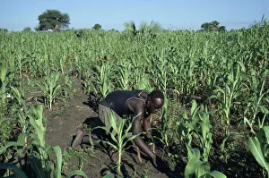 Sudan Dinka man tending maize and other crops Sudan Dinka man tending maize and other crops