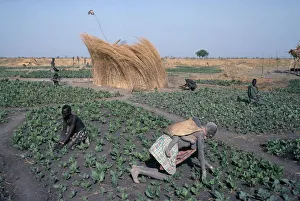 Sudan Dinka tending tabacco crop, woman carrying a child on her back in the foreground Sudan Dinka tending tabacco crop, woman carrying a child on her back in the foreground
