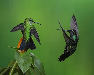 Territorial competition between a male Magnificent Hummingbird at right Territorial competition between a male Magnificent Hummingbird at right