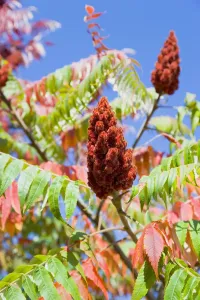 Autumn Staghorn Sumac Print