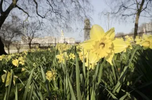 Prints of UK, England, London, St. James Park, Buckingham Palace with Daffodils in Spring Palace Prints: Buckingham Palace Print with Daffodils in Spring St. James Park London UK