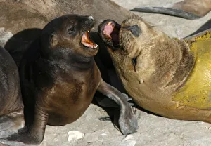 An adult sea lion fights with a pup in Golfo Nuevo An adult sea lion fights with a pup in Golfo Nuevo