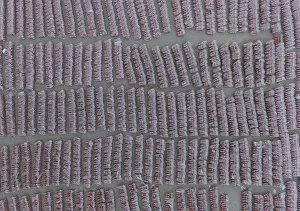 An aerial view of around public bicycles seen under plastic rain cover before being put An aerial view of around public bicycles seen under plastic rain cover before being put