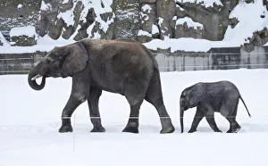 African elephant calf Tuluba follows his mother Numbi in their enclosure in Schoenbrunn African elephant calf Tuluba follows his mother Numbi in their enclosure in Schoenbrunn