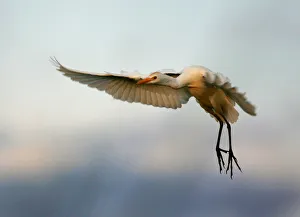 African Great White Egret flies in Okavango, Botswana African Great White Egret flies in Okavango, Botswana