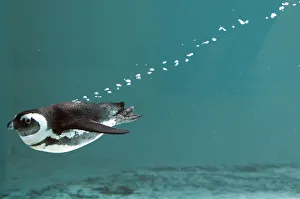 An African penguin swims in his pool at the Servion Zoo in Servion An African penguin swims in his pool at the Servion Zoo in Servion