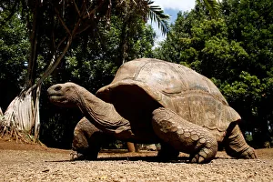 An Aldabra giant tortoise looks at visitors at the La Vanille Nature Park in Riviere des An Aldabra giant tortoise looks at visitors at the La Vanille Nature Park in Riviere des