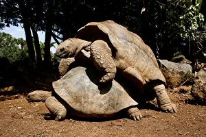 Two Aldabra giant tortoises mate at the La Vanille Nature Park in Riviere des Anguilles Two Aldabra giant tortoises mate at the La Vanille Nature Park in Riviere des Anguilles