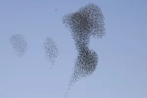 Prints of A flock of starlings fly over Rahovec, some 80 km (50 miles) from Pristina, October 15, 2009. Picture taken October 15, 2009. REUTERS/Hazir Reka (KOSOVO ENVIRONMENT ANIMALS) - GM1E5AG1BQF01 Kosovo Prints: Starlings in flight, print
