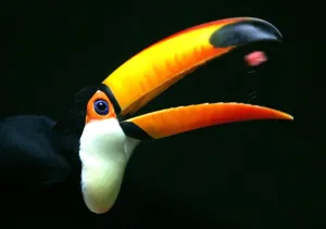 Unique Bird Species Images Prints: A Toucan eats a slice of watermelon in Beijing