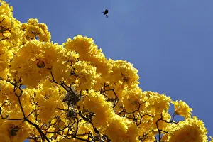 Araguaney tree, also known as Tabebuia chrysantha or Yellow Ipe, in Caracas Araguaney tree, also known as Tabebuia chrysantha or Yellow Ipe, in Caracas