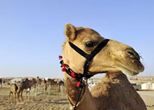 An Asayel camel looks on during the Mazayin Dhafra Camel Festival in Al Gharbia An Asayel camel looks on during the Mazayin Dhafra Camel Festival in Al Gharbia