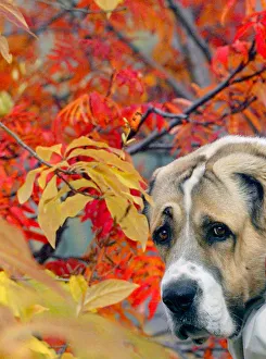 An Asian wolfhound is seen in front of autumn coloured foliage in a park in the Siberian An Asian wolfhound is seen in front of autumn coloured foliage in a park in the Siberian