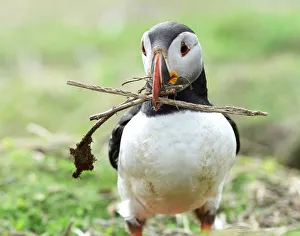 An Atlantic Puffin collects twigs for its nest in a burrow on the island of Skomer An Atlantic Puffin collects twigs for its nest in a burrow on the island of Skomer