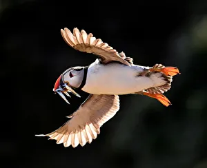 An Atlantic puffin flies with sand eels in its beak in the late evening light on the An Atlantic puffin flies with sand eels in its beak in the late evening light on the