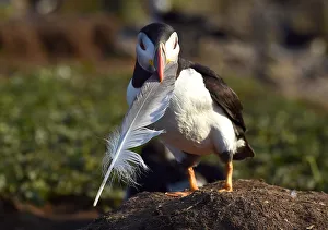 An Atlantic Puffin holds the feather of a seagull on the island of Skomer, Pembrokeshire An Atlantic Puffin holds the feather of a seagull on the island of Skomer, Pembrokeshire