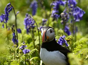 An Atlantic Puffin is seen amongst the bluebells on Skomer Island An Atlantic Puffin is seen amongst the bluebells on Skomer Island