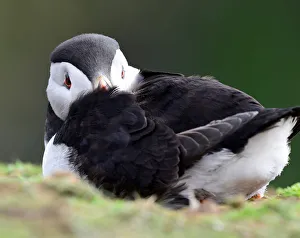 An Atlantic Puffin sits near its burrow on the island of Skomer, Pembrokeshire An Atlantic Puffin sits near its burrow on the island of Skomer, Pembrokeshire