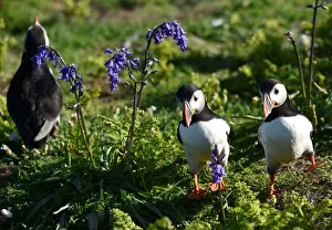 Atlantic Puffins amongst the bluebells on Skomer Island Atlantic Puffins amongst the bluebells on Skomer Island
