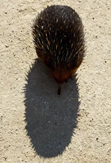 AN AUSTRALIAN ECHIDNA WALKS ACROSS A TRACK IN SYDNEY AN AUSTRALIAN ECHIDNA WALKS ACROSS A TRACK IN SYDNEY