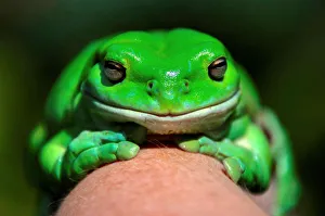 An Australian Green Tree frog sits on the hand of Potter during the launch of the An Australian Green Tree frog sits on the hand of Potter during the launch of the