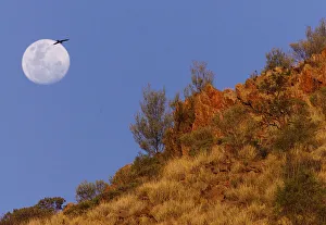 An Australian kite glides over the parched landscape beneath an almost-full moon outside An Australian kite glides over the parched landscape beneath an almost-full moon outside