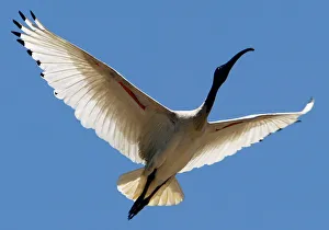 AUSTRALIAN WHITE IBIS FLIES THROUGH SKY IN SYDNEY AUSTRALIAN WHITE IBIS FLIES THROUGH SKY IN SYDNEY