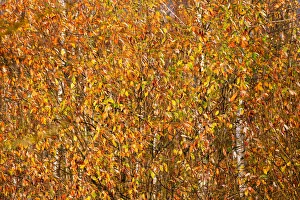 Autumn colours are seen on foliage on the outskirts of Minsk Autumn colours are seen on foliage on the outskirts of Minsk