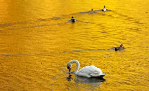 Autumn leaves are reflected in the water of Loch Faskally where a swan and ducks swim Autumn leaves are reflected in the water of Loch Faskally where a swan and ducks swim