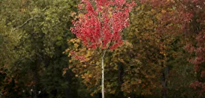 Autumn leaves are seen in Queens Park in London Autumn leaves are seen in Queens Park in London