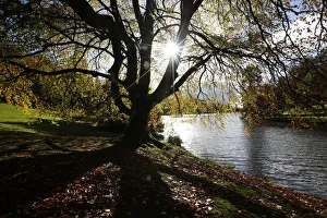 The autumn sun shines through a tree almost stripped of its leaves at Stourhead Gardens The autumn sun shines through a tree almost stripped of its leaves at Stourhead Gardens