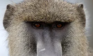 A baboon looks at the road in Amboseli National Park A baboon looks at the road in Amboseli National Park