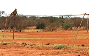 A baboon sits on a rusty goal of an unused soccer stadium in Kenyas Tsavo West national park A baboon sits on a rusty goal of an unused soccer stadium in Kenyas Tsavo West national park