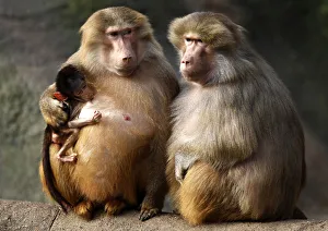 Baboons enjoy the sun in their enclosure at Hagenbeck Zoo in Hamburg Baboons enjoy the sun in their enclosure at Hagenbeck Zoo in Hamburg