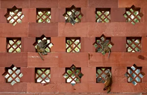 Baby monkeys play on a wall of Indias Parliament premises in New Delhi Baby monkeys play on a wall of Indias Parliament premises in New Delhi